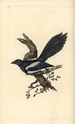 Gazza, Pica pica. Incisione a mano colorata disegnata e incisa da Edward Donovan dal suo 