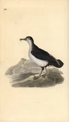 Berta minore, Puffinus puffinus
