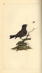 Cincia bigia. Incisione a mano colorata a rame disegnata e incisa da Edward Donovan dal suo Natural History of British Birds, Londra