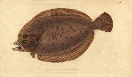 Lepidorhombus whiffiagonis (Pleuronectes megastoma). Incisione a mano colorata disegnata e incisa da Edward Donovan dal suo Natural History of British Fishes, Donovan e F.C. e J. Rivington, Londra