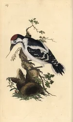 Picchio rosso mezzano, Dendrocopos medius. Incisione a mano colorata disegnata e incisa da Edward Donovan dal suo "Storia Naturale degli Uccelli Britannici", Londra