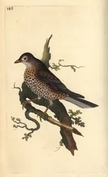 Tordo bottaccio, Turdus viscivorus