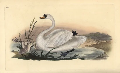 Cigno reale, Cygnus olor, con pulcini