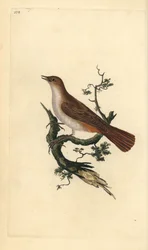Usignolo, Luscinia megarhynchos