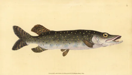 Esox lucius. Incisione a mano colorata disegnata e incisa da Edward Donovan dal suo Natural History of British Fishes, Donovan e F.C. e J. Rivington, Londra