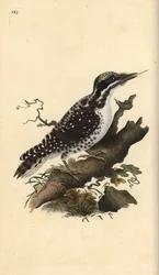 Picchio tridattilo settentrionale. Picoides tridactylus. Incisione colorata a mano tratta da Edward Donovan dal suo Natural History of British Birds, Londra