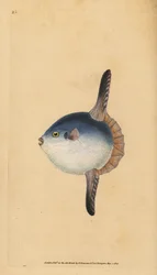 Pesce luna, Mola mola. Vulnerabile. Incisione a mano colorata a rame disegnata e incisa da Edward Donovan dal suo Natural History of British Fishes, Donovan e F.C. e J. Rivington, Londra