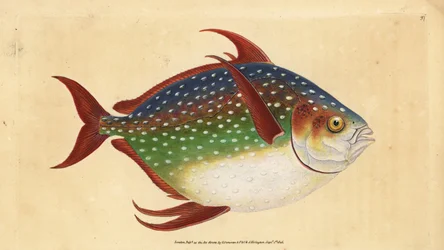 Opah o pesce re, Lampris guttatus (Zeus luna). Incisione a mano colorata disegnata e incisa da Edward Donovan dalla sua Storia Naturale dei Pesci Britannici, Donovan e F.C. e J. Rivington, Londra