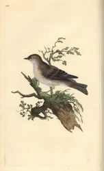 Sterpazzola di Orfeo, Sylvia hydrtensis, o sterpazzola maggiore. Incisione colorata a mano tratta da Edward Donovan dal suo Natural History of British Birds, Londra