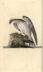 Falco pescatore su un pesce catturato. Incisione a mano colorata a rame disegnata e incisa da Edward Donovan dal suo Natural History of British Birds, Londra