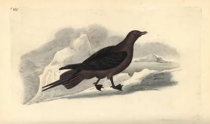 Stercorarius parasiticus. Incisione a mano colorata disegnata e incisa da Edward Donovan dal suo "Natural History of British Birds," Londra