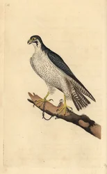 Falco pellegrino, Falco peregrinus, incatenato a un ramo. Incisione colorata a mano tratta da Edward Donovan dal suo Natural History of British Birds, Londra
