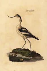 Avocetta piede, Recurvirostra avocetta