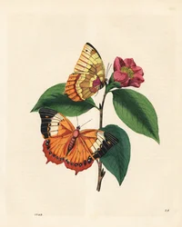 Farfalla rajah fulva, Charaxes psaphon (Nymphalis bernardus) su una camelia. Copiata da An Epitome of the Natural History of the Insects of China di Edward Donovan