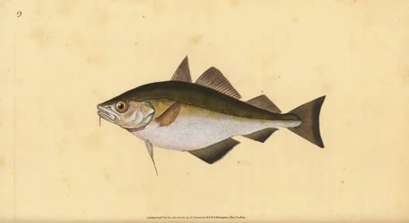 Merluzzo, Trisopterus luscus (Bib, Gadus luscus). Incisione a mano colorata disegnata e incisa da Edward Donovan dalla sua Storia Naturale dei Pesci Britannici, Donovan e F.C. e J. Rivington, Londra