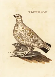 Pernice bianca, Lagopus lagopus