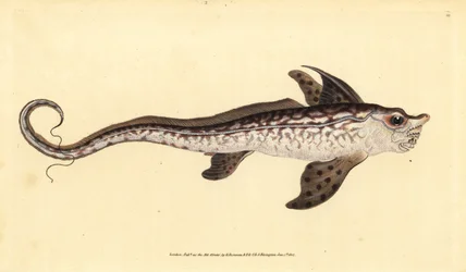 Pesce coniglio o mostro marino, Chimaera monstrosa. Quasi minacciato. Incisione a mano colorata disegnata e incisa da Edward Donovan dalla sua Storia Naturale dei Pesci Britannici, Donovan e F.C. e J. Rivington, Londra