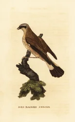 Averla piccola, Lanius collurio