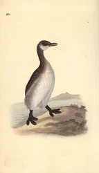 Svasso collorosso (femmina), Podiceps grisegena