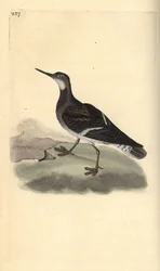Falaropo beccorosso, Phalaropus lobatus