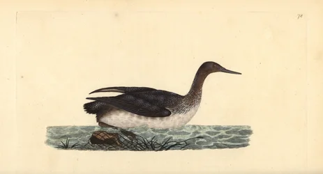 Strolaga minore. Gavia stellata. Incisione a mano colorata disegnata e incisa da Edward Donovan dalla sua "Storia Naturale degli Uccelli Britannici", Londra