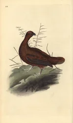 Pernice scozzese, Lagopus lagopus scotica. Rame colorato a mano, disegnato e inciso da Edward Donovan, dalla sua «Storia naturale degli uccelli britannici», Londra