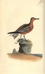 Piovanello maggiore, Calidris canutus. Incisione colorata a mano tratta da Edward Donovan dal suo Natural History of British Birds, Londra