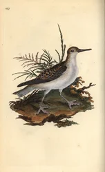 Falco di mare, Phalaropus fulicarius