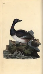 Moretta dal collare, Aythya collaris