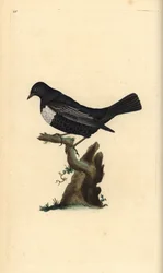 Merlo dal collare. Incisione a mano colorata a rame disegnata e incisa da Edward Donovan dal suo Natural History of British Birds, Londra
