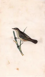 Cannaiola, Acrocephalus schoenobaenus. Incisione a rame di Edward Donovan, pubblicata in 
