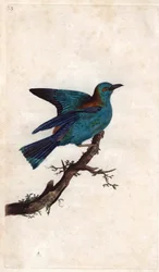 Ghiandaia marina. Coracias garrulus (Coracias garrula). Incisione su rame di Edward Donovan, pubblicata in Histoire naturelle des oiseaux britanniques, Londra