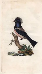 Sturnus roseus (Turdus roseus). Incisione su rame di Edward Donovan (1768-1837), pubblicata in Histoire naturelle des oiseaux britanniques, Londra