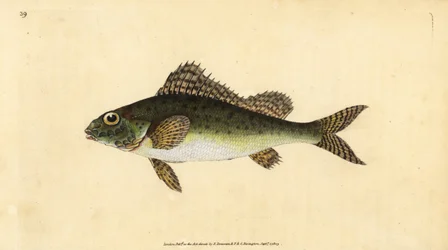 Persico, Gymnocephalus cernua