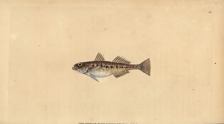 Pomatoschistus minutus (Gobius minutus). Incisione a mano colorata disegnata e incisa da Edward Donovan dal suo Natural History of British Fishes, Donovan e F.C. e J. Rivington, Londra