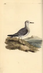 Piovanello tridattilo, Calidris alba. Incisione colorata a mano tratta da Edward Donovan dal suo Natural History of British Birds, Londra