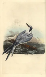 Sterna di Sandwich, Thalasseus sandvicensis. Tavola in rame colorata a mano, disegnata e incisa da Edward Donovan dalla sua “Natural History of British Birds”, Londra