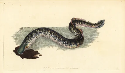 Lampreda di mare, Petromyzon marinus (Lampreda marina o maculata). Incisione a mano colorata disegnata e incisa da Edward Donovan dalla sua Storia Naturale dei Pesci Britannici, Donovan e F.C. e J. Rivington, Londra