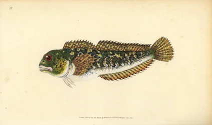 Bavosa, Lipophrys pholis