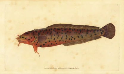 Mustella di riva, Gaidropsarus mediterraneus (Merluzzo o mustella a tre barbe, Gadus tricirratus). Incisione a mano colorata disegnata e incisa da Edward Donovan dalla sua Storia Naturale dei Pesci Britannici, Donovan e F.C. e J. Rivington, Londra