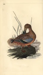 Anatra mestolone (femmina), Anas clypeata