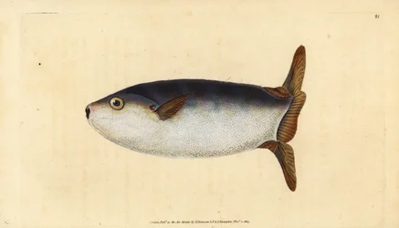 Pesce luna snello, Ranzania laevis (Pesce luna troncato, Tetrodon truncatus). Incisione a mano colorata disegnata e incisa da Edward Donovan dalla sua Storia Naturale dei Pesci Britannici, Donovan e F.C. e J. Rivington, Londra