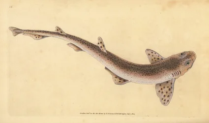 Gattuccio, Scyliorhinus canicula. Incisione a mano colorata disegnata e incisa da Edward Donovan dal suo 