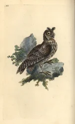 Gufo siberiano, Strix pulchella