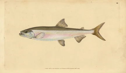 Eperlano, Osmerus eperlanus (Salmo eperlanus). Incisione a mano colorata disegnata e incisa da Edward Donovan dalla sua Storia Naturale dei Pesci Britannici, Donovan e F.C. e J. Rivington, Londra