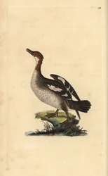Smergo, Mergellus albellus, femmina. Incisione su rame colorata a mano disegnata e incisa da Edward Donovan dal suo "Storia Naturale degli Uccelli Britannici", Londra