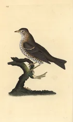 Tordo bottaccio. Incisione a mano colorata a rame disegnata e incisa da Edward Donovan dal suo Natural History of British Birds, Londra