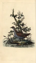 Schiribilla, Porzana porzana