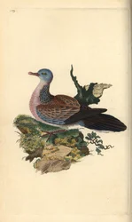 Tortora macchiata o pancou, Spilopelia chinensis. Incisione colorata a mano tratta da Edward Donovan dal suo Natural History of British Birds, Londra