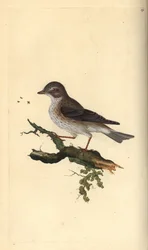 Balia nera, Muscicapa striata